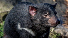 Impfung soll Australiens Tasmanischen Teufel retten