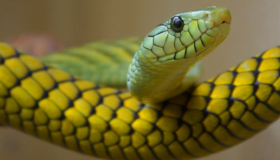Schlangen auf dem Vormarsch: Australiens Begegnungen mit Reptilien nehmen zu